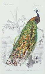 Peacock, kuvitus Charles d